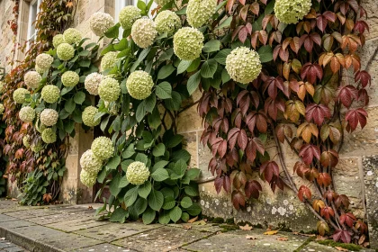 Façade de jardin en pierre calcaire recouverte de plantes grimpantes comme la vigne vierge et l'hortensia grimpant aux tons verts et roux automnaux